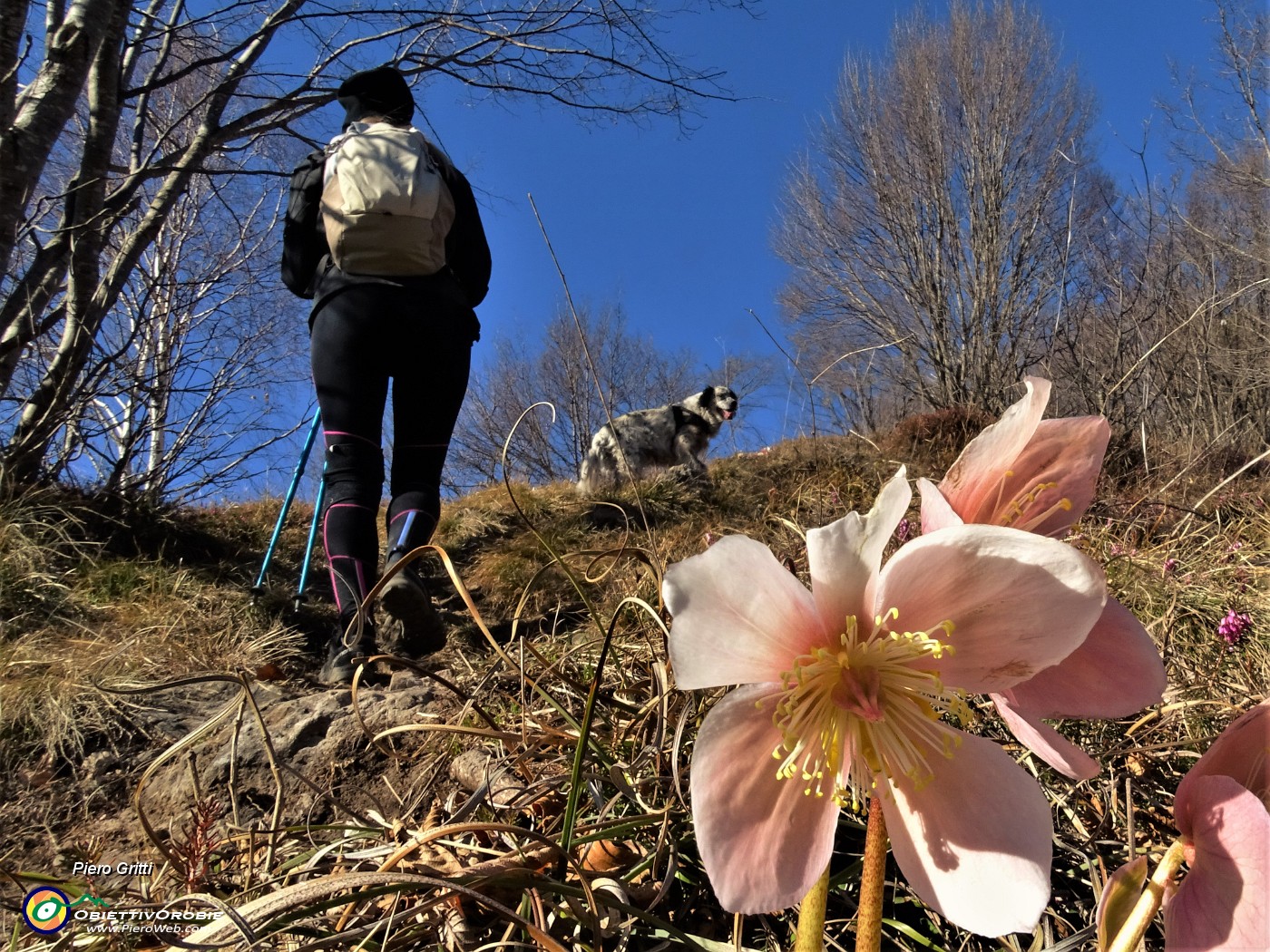 21 Ellebori rosa in fiore sul sentiero.JPG